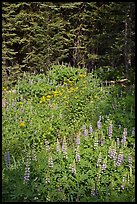 Lupine, yellow flowers, and trees, Yosemite Creek. Yosemite National Park ( color)