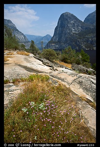 Summer wildflowers, Kolana Rock, and Hetch Hetchy reservoir. Yosemite National Park, California, USA.