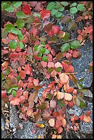 Leaves and rock, Hetch Hetchy. Yosemite National Park, California, USA. (color)