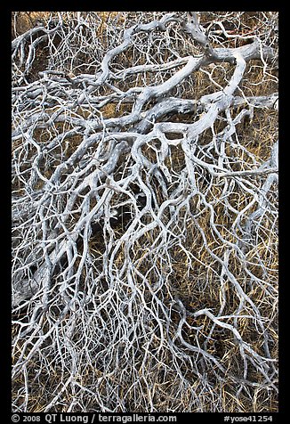 Mazanatina branches. Yosemite National Park, California, USA.