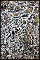 Mazanatina branches. Yosemite National Park, California, USA. (color)