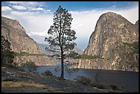 Tree, Kolana Rock and Hetch Hetchy reservoir. Yosemite National Park, California, USA.