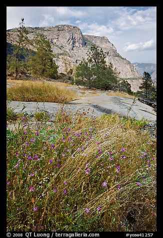Flowers, grasses, and Hetch Hetchy Dome. Yosemite National Park (color)