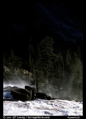 Tree in swirling waters and forest in shade, Waterwheel Falls. Yosemite National Park (color)