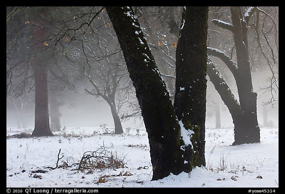 Black oaks, snow, and fog, El Capitan Meadow. Yosemite National Park (color)