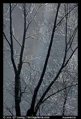 Bare branches and Bridalveil Fall. Yosemite National Park (color)