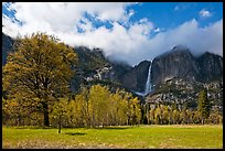 Meadow, trees, and Yosemite Falls in spring. Yosemite National Park, California, USA.