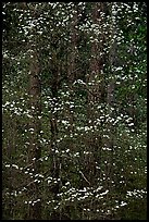 Dogwood tree with white blooms and new leaves. Yosemite National Park, California, USA. (color)