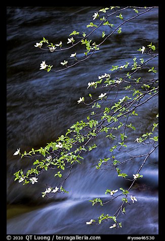 Dogwood branches and Merced River. Yosemite National Park, California, USA.