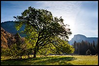 Cooks Meadow, Elm Tree, and Half-Dome. Yosemite National Park, California, USA. (color)
