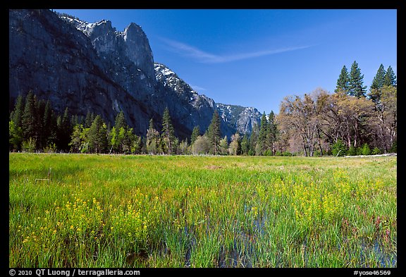 Wildflowers in flooded Cook Meadow,. Yosemite National Park, California, USA.