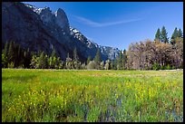 Wildflowers in flooded Cook Meadow,. Yosemite National Park, California, USA. (color)