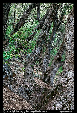 Gnarled Oak tree branches. Yosemite National Park, California, USA.