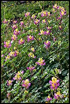 Wildflowers. Yosemite National Park, California, USA. (color)