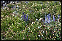 Carpet of wildflowers. Yosemite National Park, California, USA. (color)
