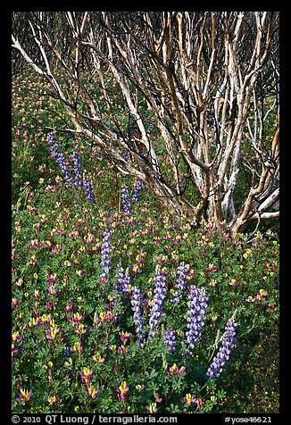 Lupine and. Yosemite National Park (color)