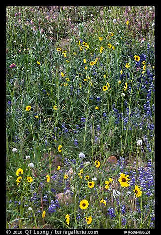 Sunflowers and lupine. Yosemite National Park (color)