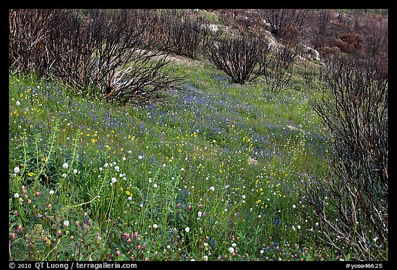 Burned slope covered by thick wildflower carpet. Yosemite National Park, California, USA.