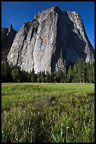 Irises and Cathedral Rocks. Yosemite National Park, California, USA. (color)