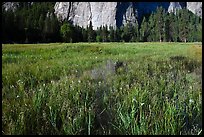 Irises, flooded El Capitan Meadow, and Cathedral Rocks. Yosemite National Park, California, USA. (color)