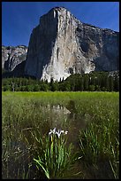 Irises, flooded meadow, and El Capitan. Yosemite National Park, California, USA. (color)