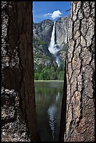 Ponderosa Pine Trees framing Yosemite Falls. Yosemite National Park, California, USA. (color)