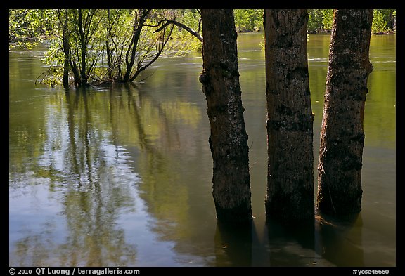 Flooded trees and Merced River. Yosemite National Park, California, USA.
