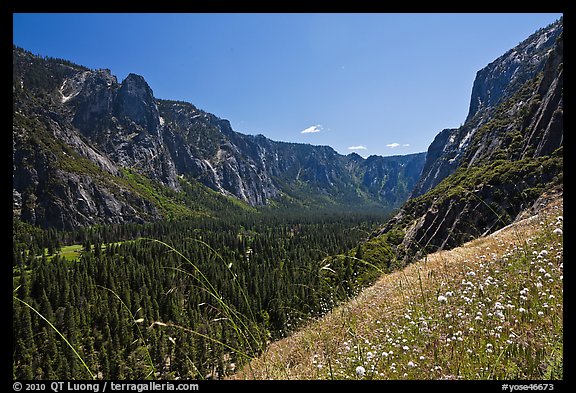 Wildflowers above Sunnyside Bench, Sentinel Rock, and Valley. Yosemite National Park, California, USA.