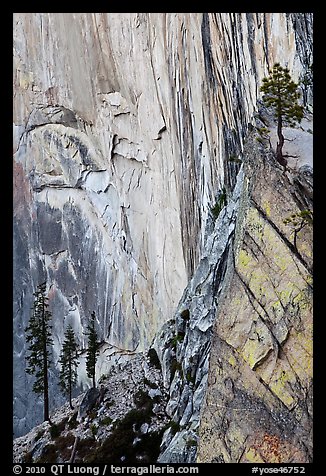 Trees and cliff, Diving Board. Yosemite National Park, California, USA.