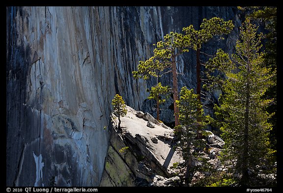 Pine trees and Half-Dome face. Yosemite National Park (color)