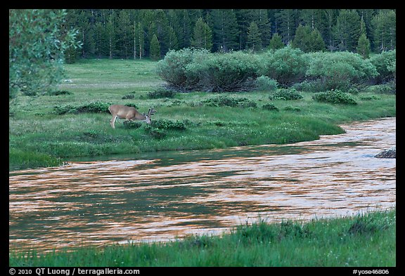 Deer in meadow next to river, Lyell Canyon. Yosemite National Park, California, USA.