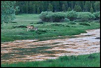 Deer in meadow next to river, Lyell Canyon. Yosemite National Park ( color)