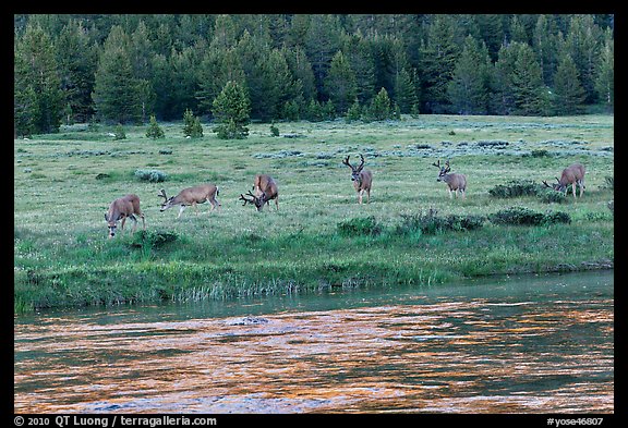 Herd of deer in meadow, Lyell Fork of the Tuolumne River. Yosemite National Park (color)