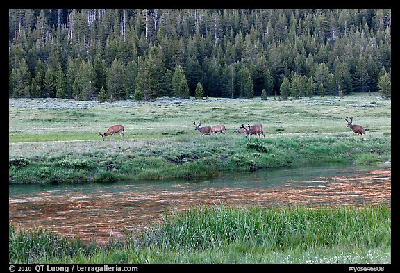 Deer herd at sunset, Lyell Canyon. Yosemite National Park (color)