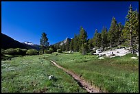 Pacific Crest Trail, Lyell Canyon. Yosemite National Park ( color)