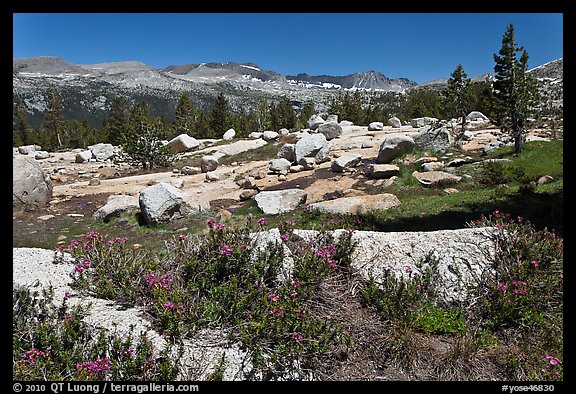 Alpine flowers and high Sierra range from pass. Yosemite National Park, California, USA.