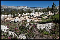Alpine flowers and high Sierra range from pass. Yosemite National Park, California, USA.