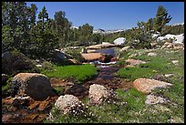 Stream and alpine meadow. Yosemite National Park, California, USA.