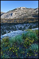 Wildflowers above Fletcher Creek Valley. Yosemite National Park, California, USA.