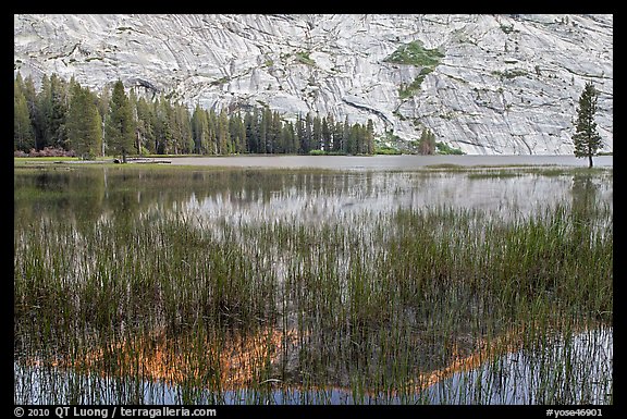 Reeds and reflecions, Merced Lake. Yosemite National Park, California, USA.