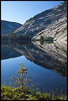 Pine sappling and granite domes reflected, Merced Lake. Yosemite National Park, California, USA.