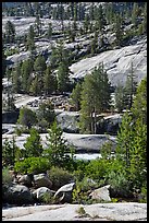 Smooth granite and pine trees. Yosemite National Park, California, USA.