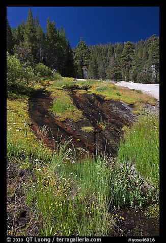 Wet rock slab and wildflowers. Yosemite National Park, California, USA.