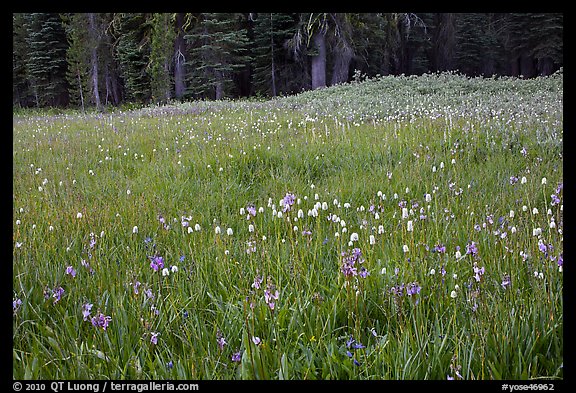 Summer wildflower mix in Summit Meadow. Yosemite National Park, California, USA.