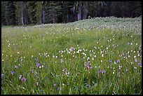 Summer wildflower mix in Summit Meadow. Yosemite National Park, California, USA. (color)