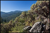 Manzanita tree on outcrop and forested hills, Wawona. Yosemite National Park, California, USA.