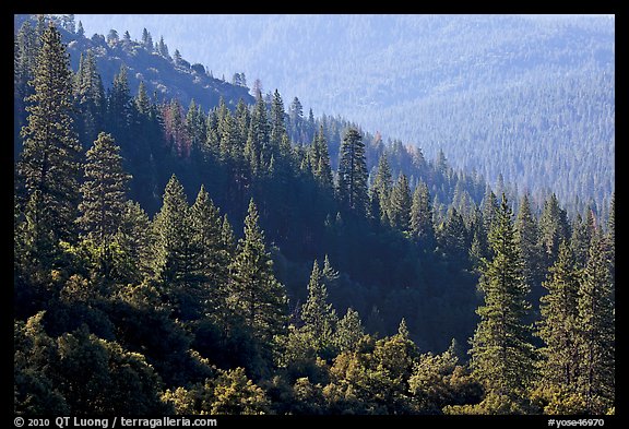 Forested slopes, Wawona. Yosemite National Park, California, USA.