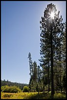 Sun through pine tree on edge of Wawona meadow. Yosemite National Park, California, USA. (color)