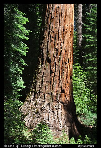 Base of Giant Sequoia tree in Mariposa Grove. Yosemite National Park, California, USA.