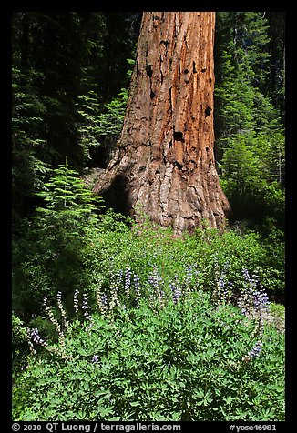 Lupine at the base of Giant Sequoia tree, Mariposa Grove. Yosemite National Park, California, USA.